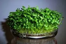 آموزش کاشت سبزه شناور