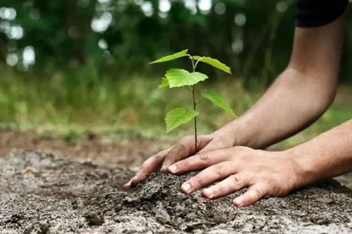 چگونه درخت بکاریم؟