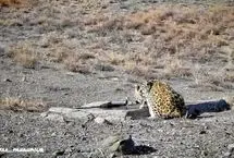 (ویدئو) لحظاتی کم‌نظیر از آب خوردن پلنگ ایرانی مادر همراه با دو توله‌اش
