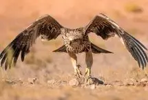 (ویدئو) صدای گونه نادر و در معرض انقراض عقاب شاهی