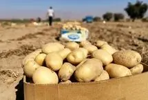 واردات ۵۰ هزار تن سیب زمینی؛ کاهش قیمت در راه است؟