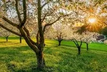 تفال به حافظ سه شنبه ۲۱ اسفند۱۴۰۳؛‌ ای خونب‌های نافه چین خاک راه تو.....