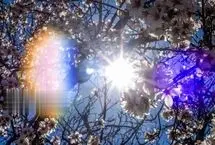 (تصاویر) شکوفه‌های بهاری در منطقه مهارلو