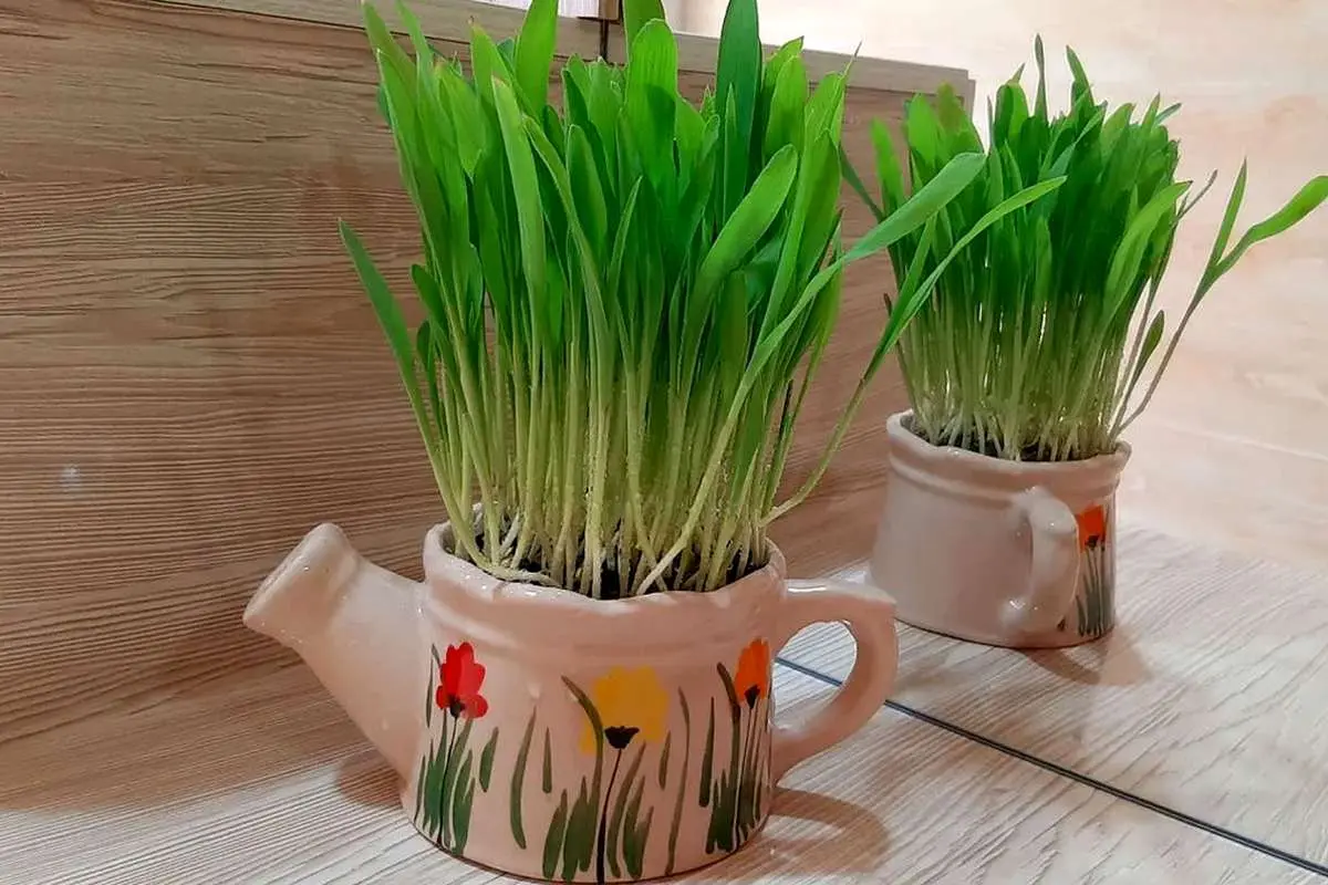 (ویدئو) کاشت «سبزه عید» با «ذرت»