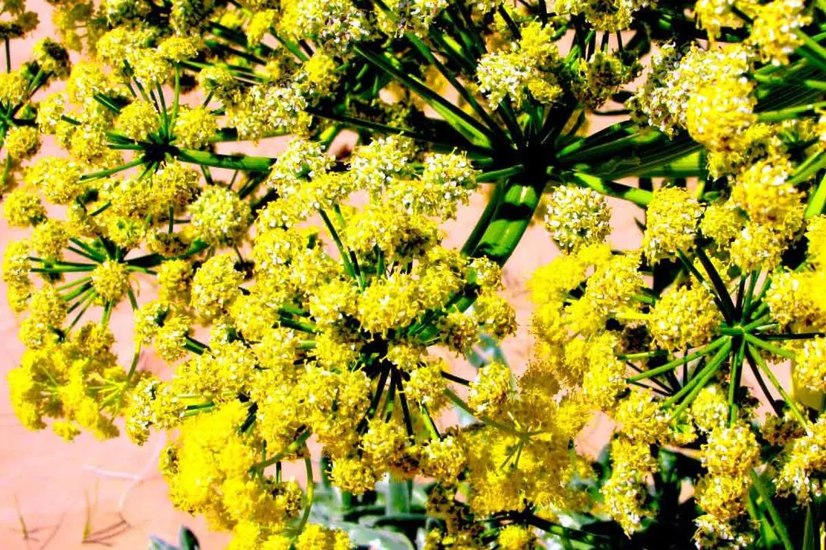 گردش مالی ۳۰۰ میلیاردی گیاه آنغوزه