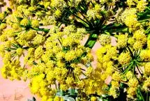 گردش مالی ۳۰۰ میلیاردی گیاه آنغوزه