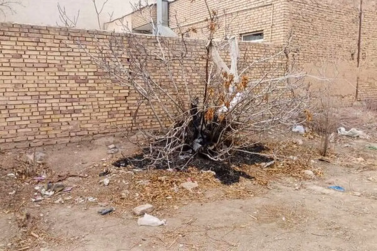 آتش‌سوزی درختان «خانه‌باغ تاریخی» سمنان در روز درختکاری