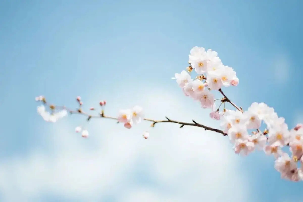 تفال به حافظ پنجشنبه ۷ فروردین ۱۴۰۴؛ گفتم‌ای سلطان خوبان رحم کن بر این غریب...