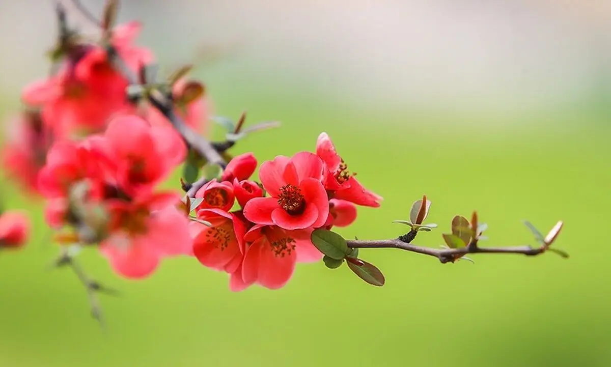 تفال به حافظ چهارشنبه ۲۲ اسفند ۱۴۰۳؛ به کوی میکده یا رب سحر چه مشغله بود.....