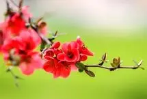 تفال به حافظ چهارشنبه ۲۲ اسفند ۱۴۰۳؛ به کوی میکده یا رب سحر چه مشغله بود.....