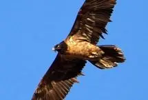تصاویری از قدم زدن هما در پارک ملی تندوره
