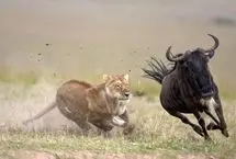 (ویدئو) ترفند یک شیر ماده برای شکار گوزن یالدار