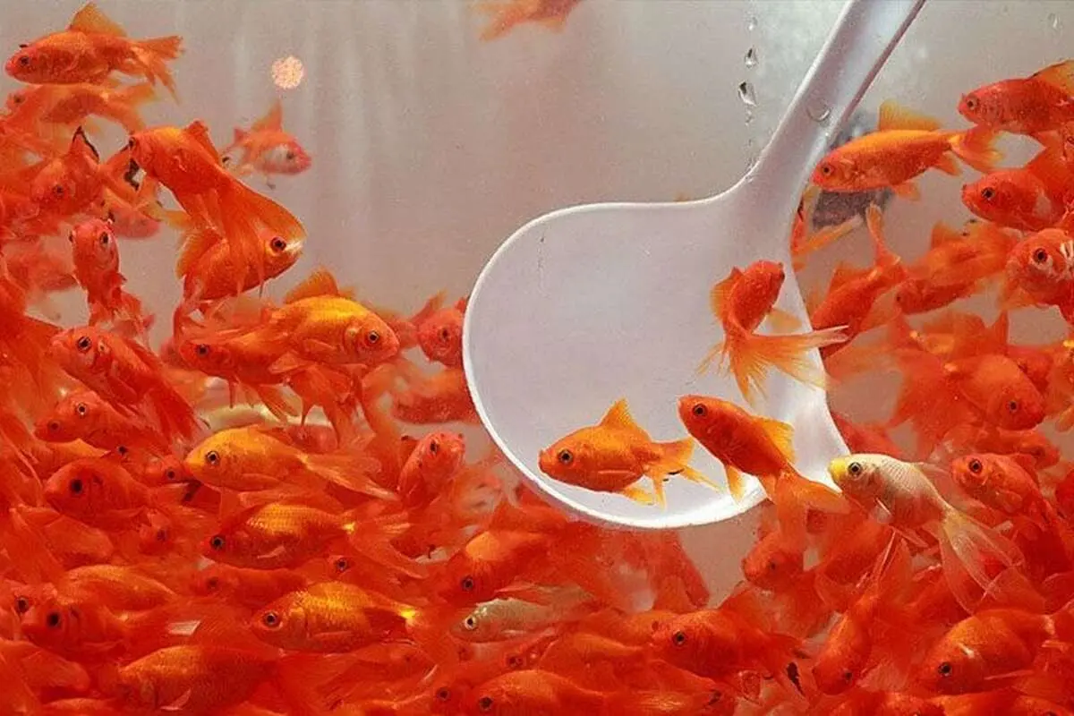 راهنمای نگهداری از ماهی قرمز شب عید