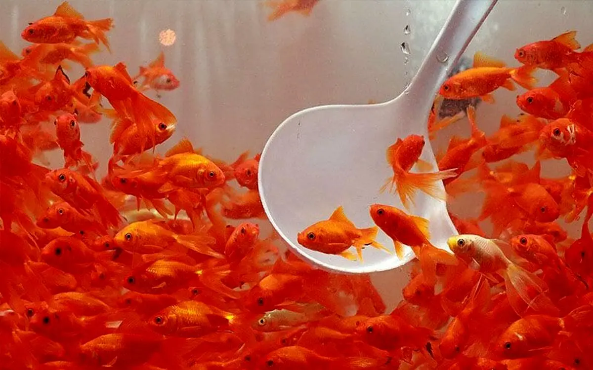 راهنمای نگهداری از ماهی قرمز شب عید