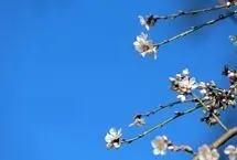 (تصاویر) شکوفه‌های بهاری سامان