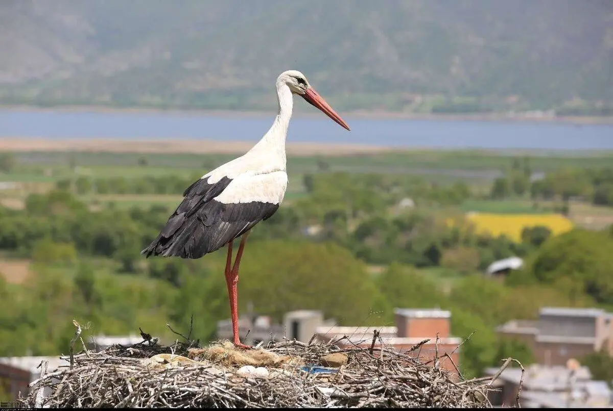 روستای لک‌لک‌ها کجاست؟