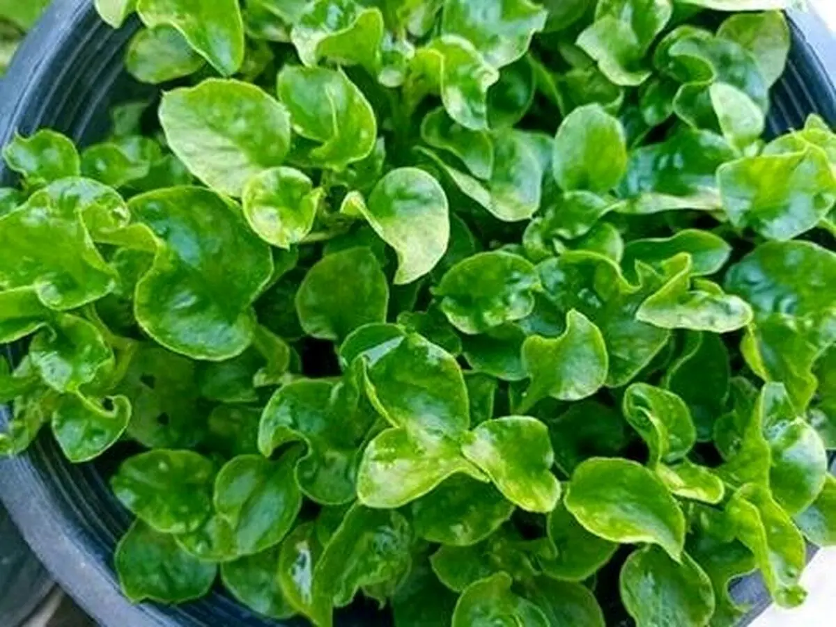 خواص بی نظیر آب تره یا شاهی آبی برای سلامتی