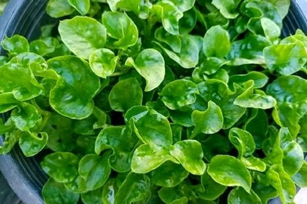 خواص بی نظیر آب تره یا شاهی آبی برای سلامتی