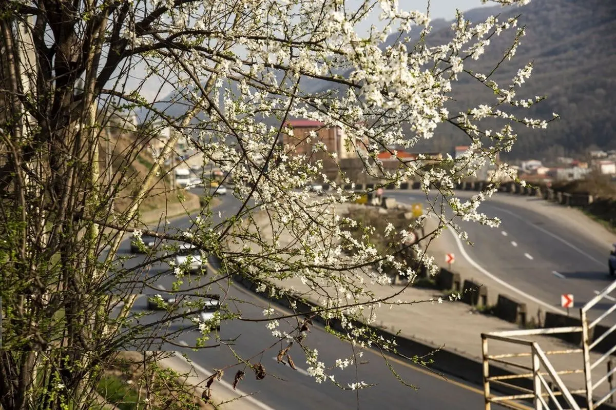 (تصاویر) رویش شکوفه‌ها در مازندران