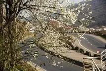 (تصاویر) رویش شکوفه‌ها در مازندران
