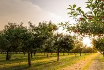 پیام‌ تبریک عاشقانه نوروز سال ۱۴۰۴
