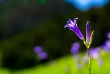 پیام‌های تبریک سال نو 1404؛ ادبی، رسمی و مفهومی