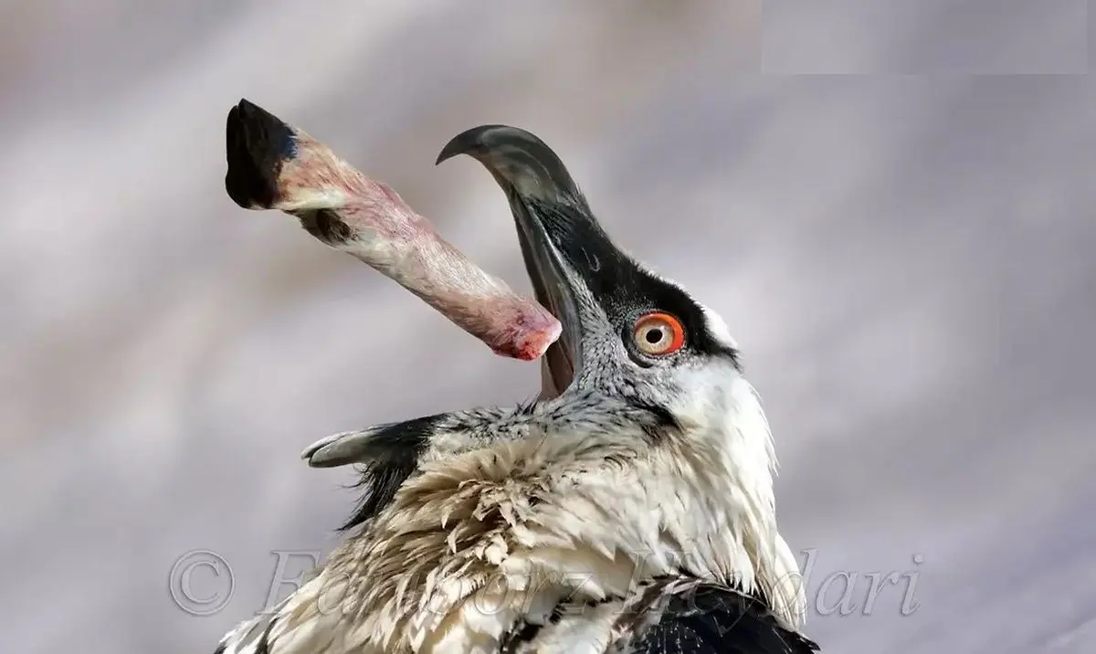 (عکس) ثبت تصویری زیبا از هما