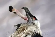 (عکس) ثبت تصویری زیبا از هما