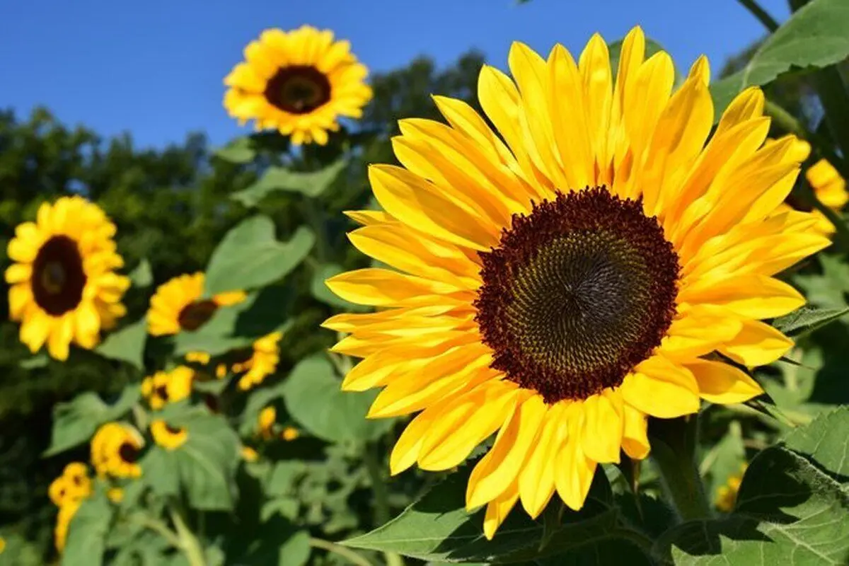 تفال به حافظ دوشنبه ۱۱ فروردین ۱۴۰۴؛ روی بنمای و وجود خودم از یاد ببر...