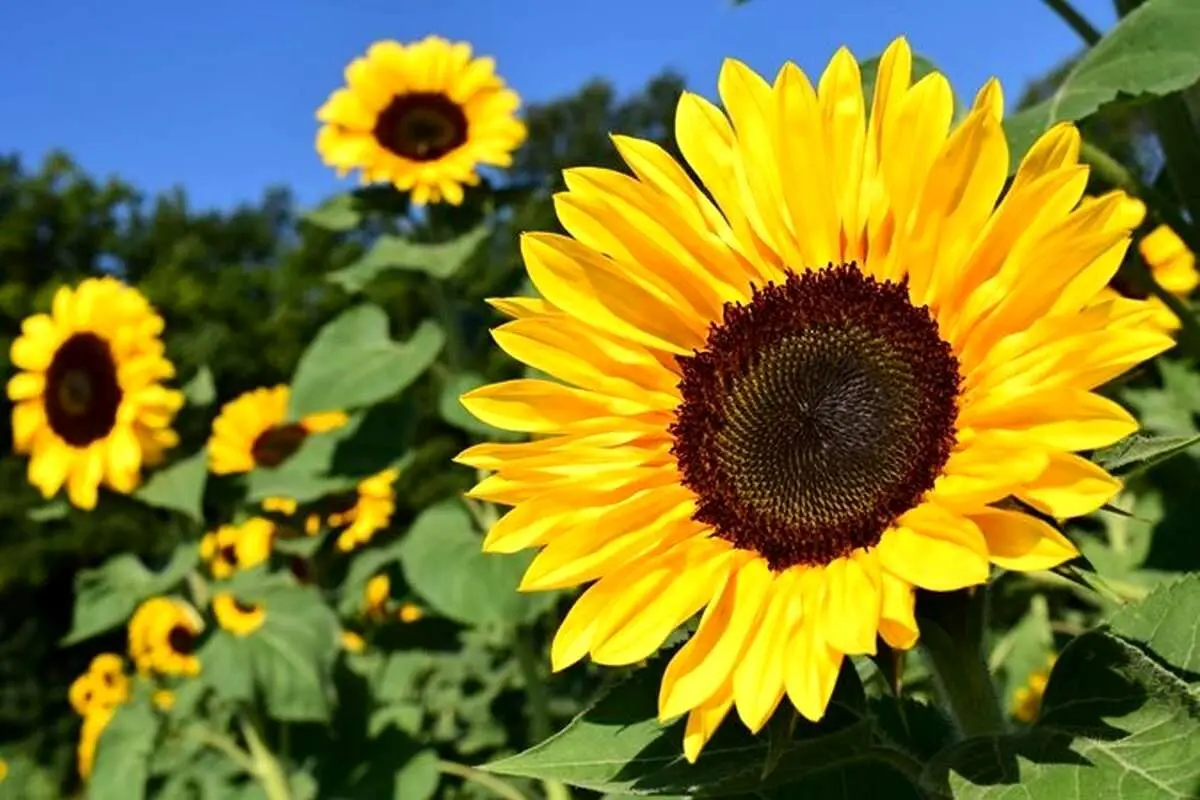 تفال به حافظ دوشنبه ۱۱ فروردین ۱۴۰۴؛ روی بنمای و وجود خودم از یاد ببر...