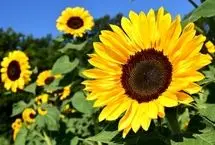 تفال به حافظ دوشنبه ۱۱ فروردین ۱۴۰۴؛ روی بنمای و وجود خودم از یاد ببر...