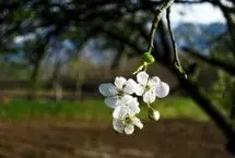 تفال به حافظ سه شنبه ۱۲ فروردین ۱۴۰۴؛ نکته‌ای دلکش بگویم خال آن مه رو ببین.....