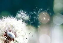 تفال به حافظ جمعه ۱۵ فروردین ۱۴۰۳؛ دلا بسوز که سوز تو کار‌ها بکند...