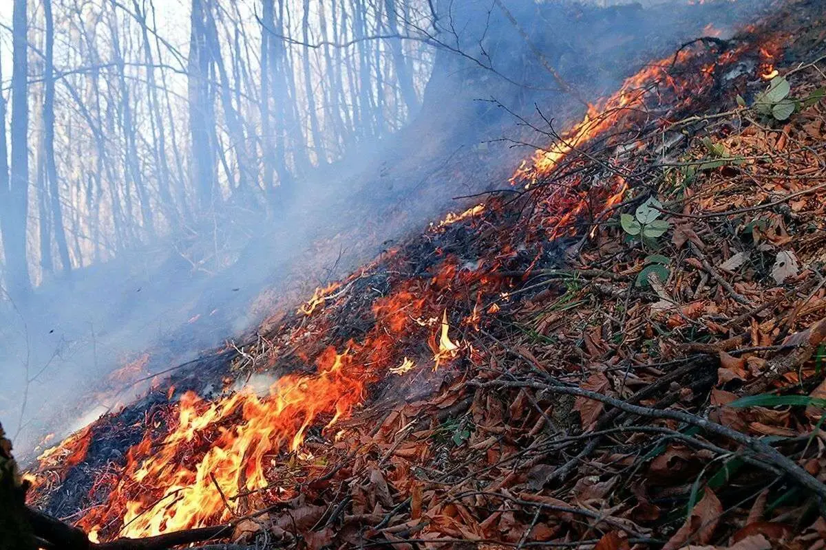 آتشسوزی در جنگلهای چابکسر