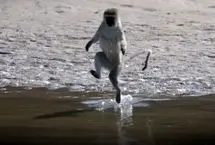 (ویدئو) حرکت لِی‌لِی یک میمون برای عبور از آب!