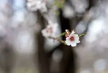 (تصاویر) «سامان» سرزمین شکوفه‌های بهاری
