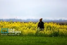 (تصاویر) مزارع «کلزا» زیباترین مناظر طبیعی شمال ایران