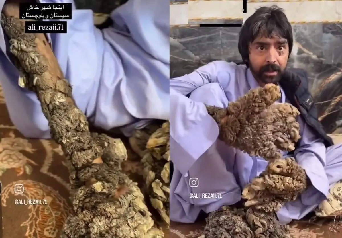 (ویدئو) مرد درختی سیستان و بلوچستان را دریابید!
