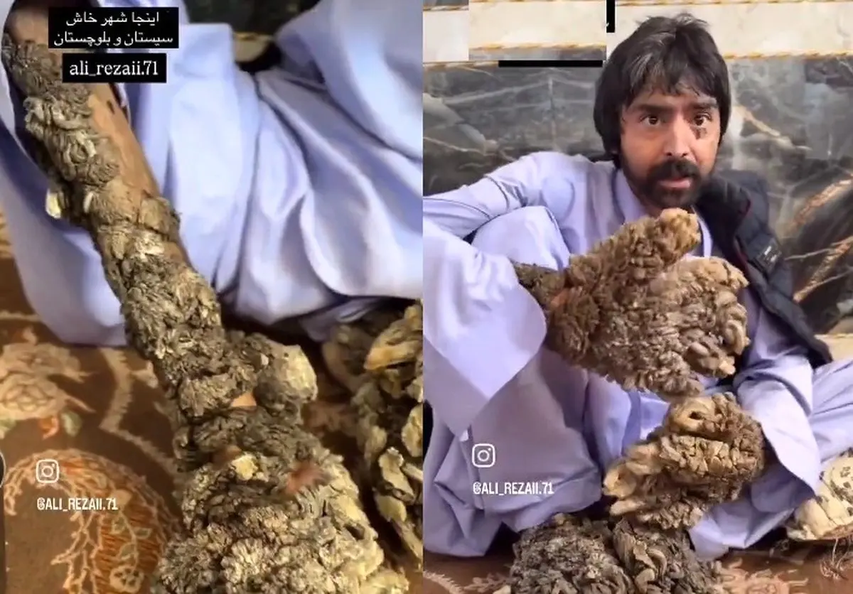 (ویدئو) مرد درختی سیستان و بلوچستان را دریابید!