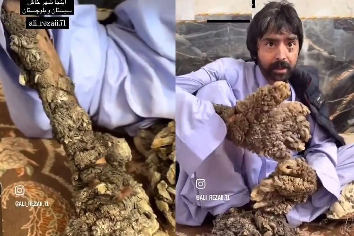(ویدئو) مرد درختی سیستان و بلوچستان را دریابید!