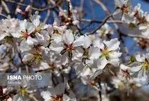 (تصاویر) سامان، سرزمین شکوفه‌های بهاری