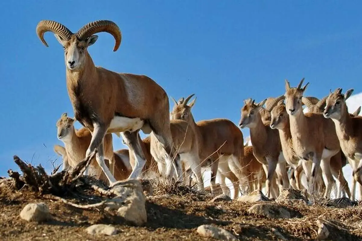 منطقه شکارممنوع ژرف؛ بهترین زیستگاه برای گونههای جانوری