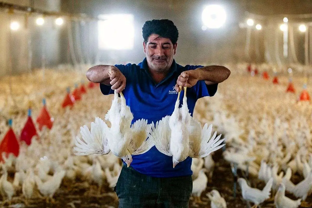 تامین‌کنندگان اصلی مرغ کشور؛ امارات اول شد