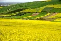 تصاویر؛ مزارع چشم‌نواز کلزا