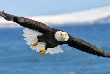 ببینید؛ حمله ناکام عقاب سرسفید به یک دختربچه