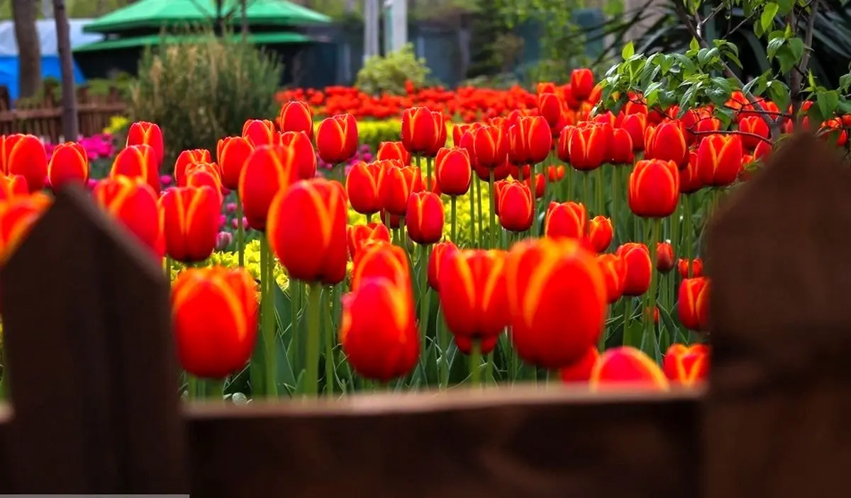 تصاویر؛ جشنواره لاله‌های پارک چمران، کرج در آغوش رنگ‌ها