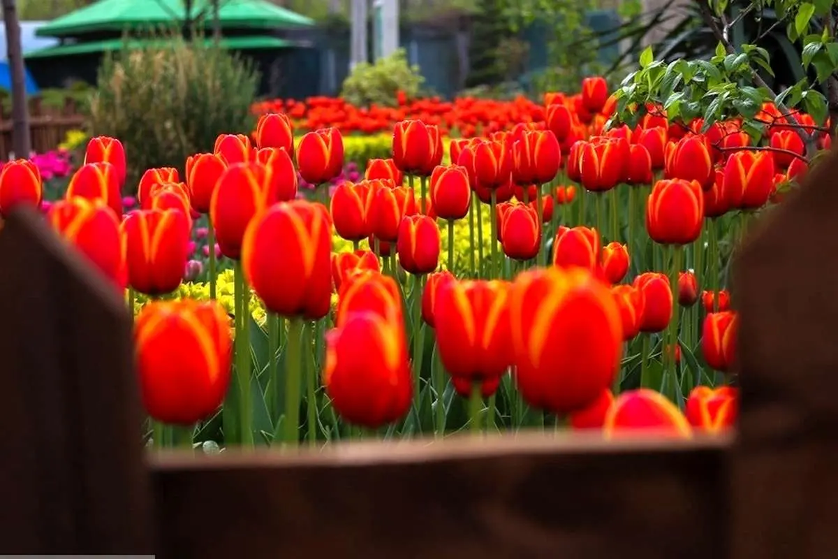 تصاویر؛ جشنواره لاله‌های پارک چمران، کرج در آغوش رنگ‌ها