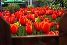 تصاویر؛ جشنواره لاله‌های پارک چمران، کرج در آغوش رنگ‌ها