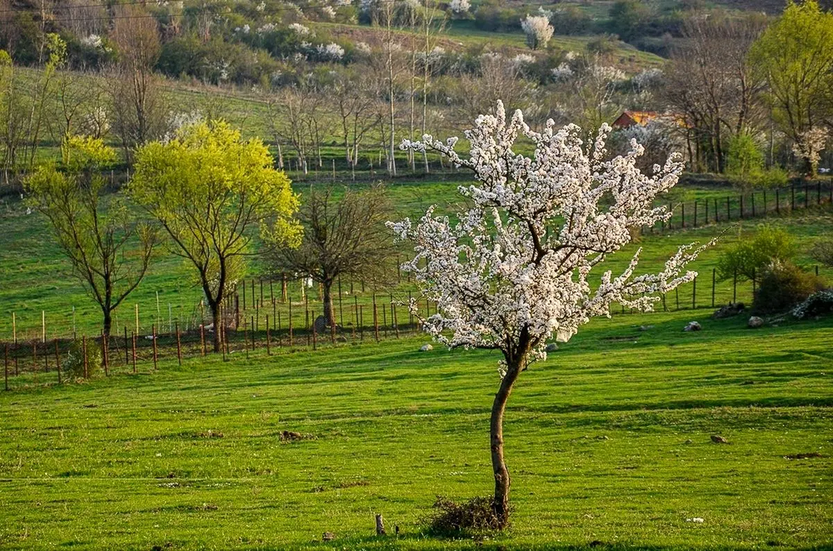 تصاویر؛ طبیعت بهاری رودبار گیلان