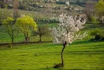 تصاویر؛ طبیعت بهاری رودبار گیلان